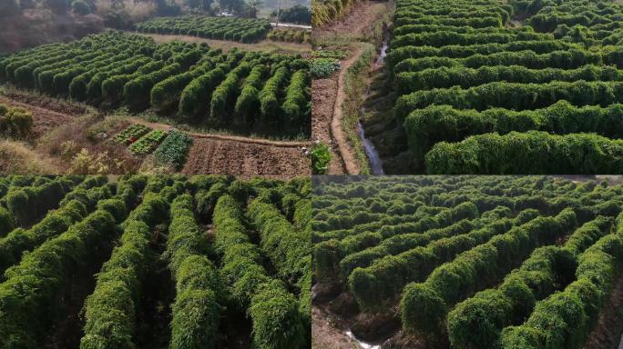 姜薯种植地航拍