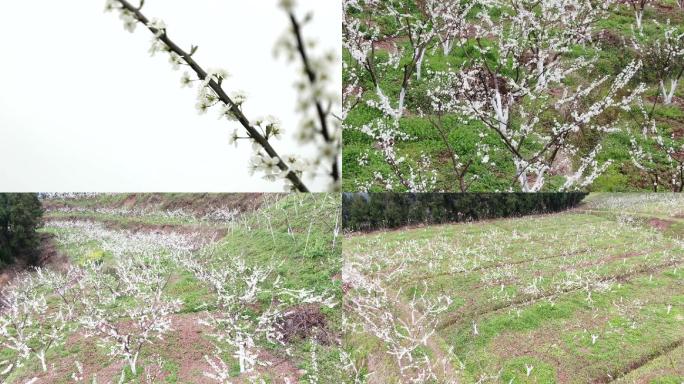 李子花白花特写航拍花朵果树