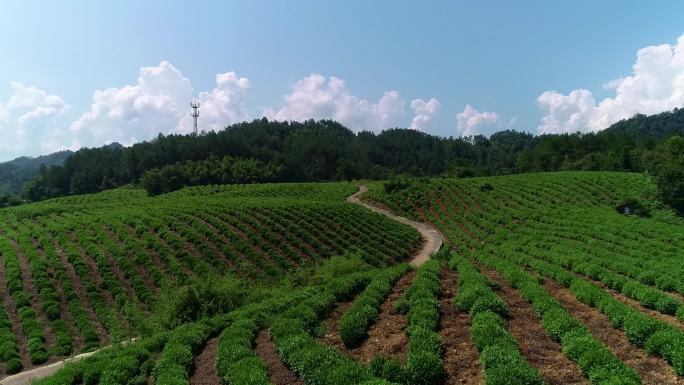 高山绿茶航拍