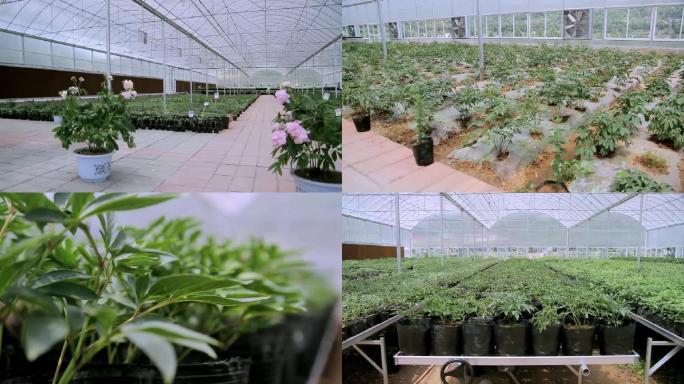 【有版权】牡丹花药材种植大棚经济农业