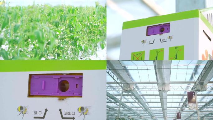 高科技农业智能大棚温室小西红柿现代农业