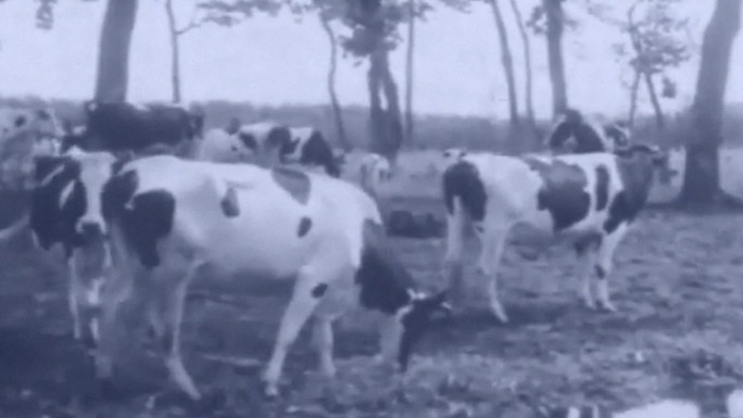 30年代养殖场农场畜牧家禽马群奶牛猪圈