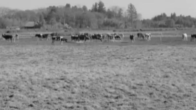 80年代土地承包农民承包养殖场奶牛猪圈