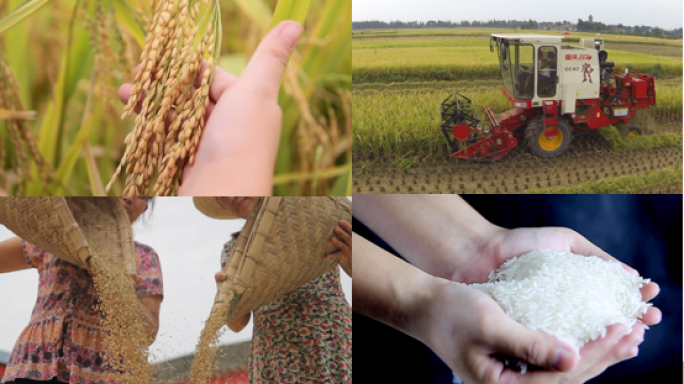 【有版权】大米水稻丰收生产加工成米饭