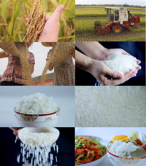 【有版权】大米水稻丰收生产加工成米饭