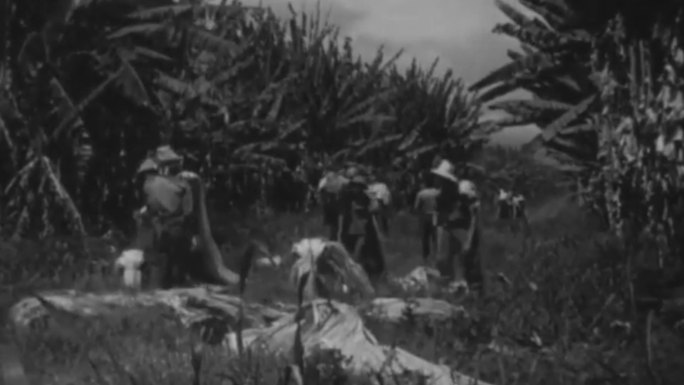 20年代东南亚海南亚麻甘蔗香蕉椰子种植