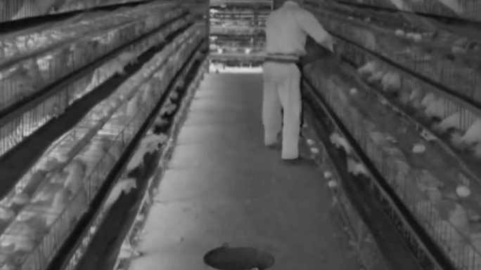 80年代生产承包责任制承包养鸡场多种经营