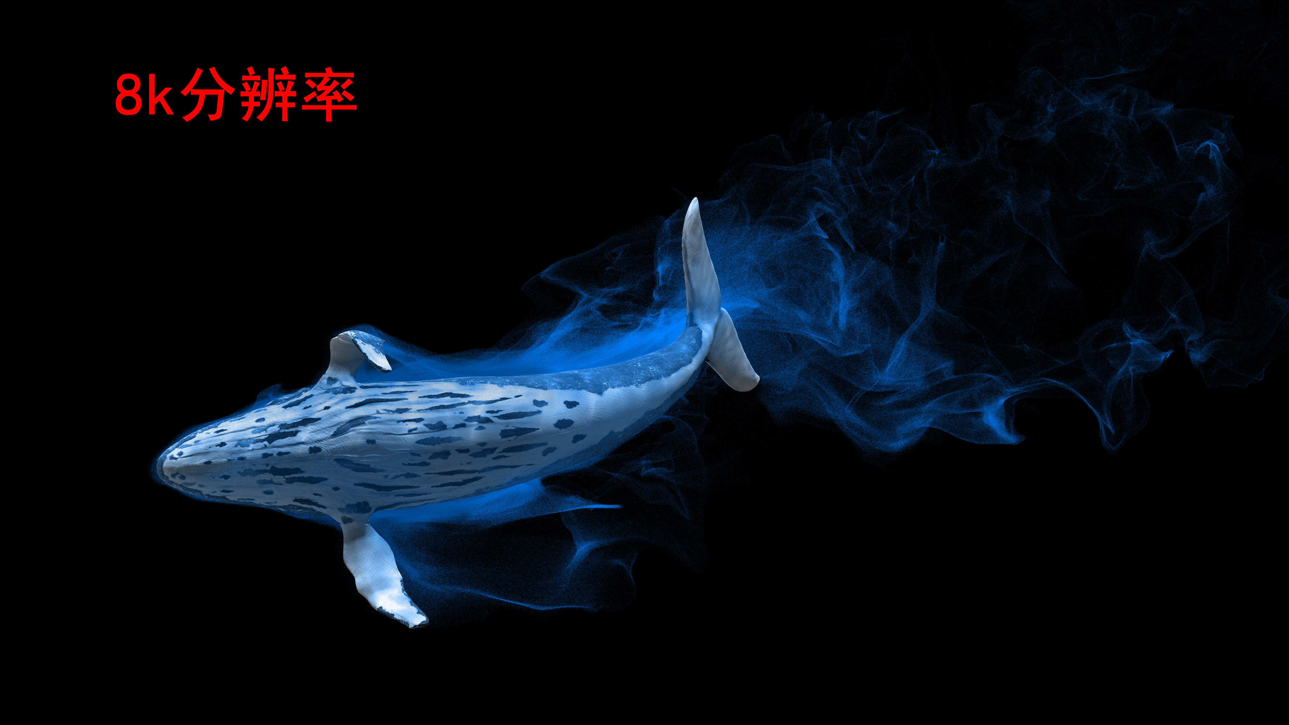 鲸鱼留学，鲸鱼留学怎么样
