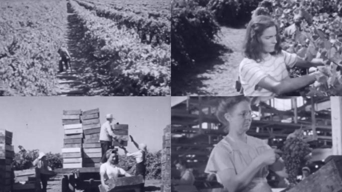 20年代欧洲葡萄园葡萄采摘收割丰收