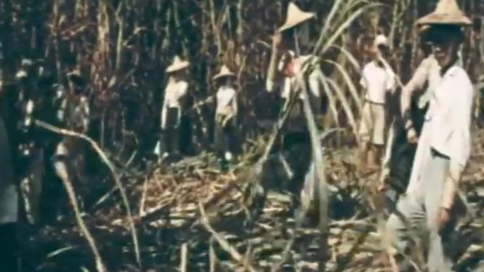 40年代广西乡村农民甘蔗粮食打谷场丰收
