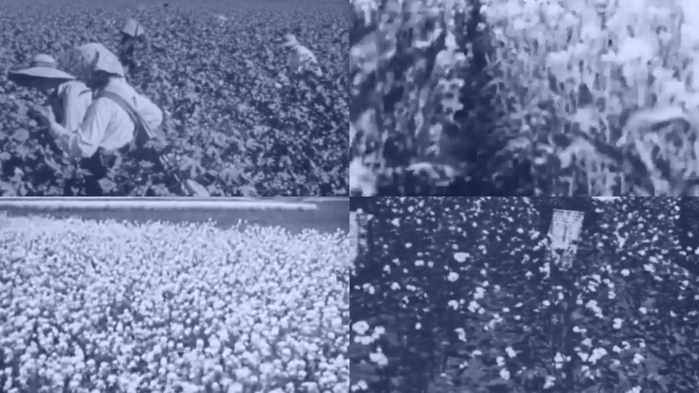 30年代北方乡村农民棉花棉农丰收收割收获