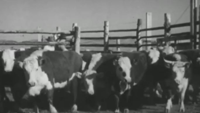 40年代美国农场畜牧养殖联合收割机丰收