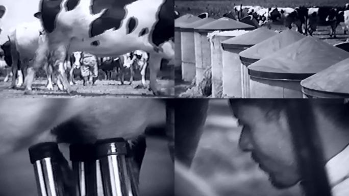 60年代农业合作社养殖场畜牧奶牛挤牛奶