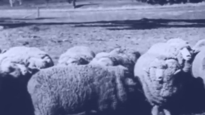 40年代养殖场农场畜牧绵羊养殖剪羊毛厂