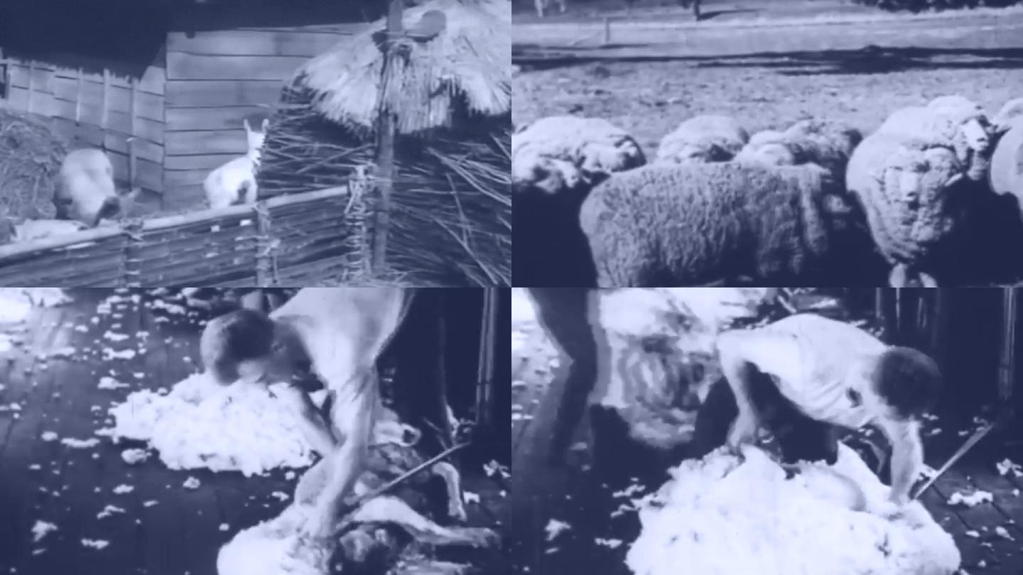 40年代养殖场农场畜牧绵羊养殖剪羊毛厂