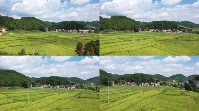 【4K航拍】贵州农村稻田蓝天2组54秒
