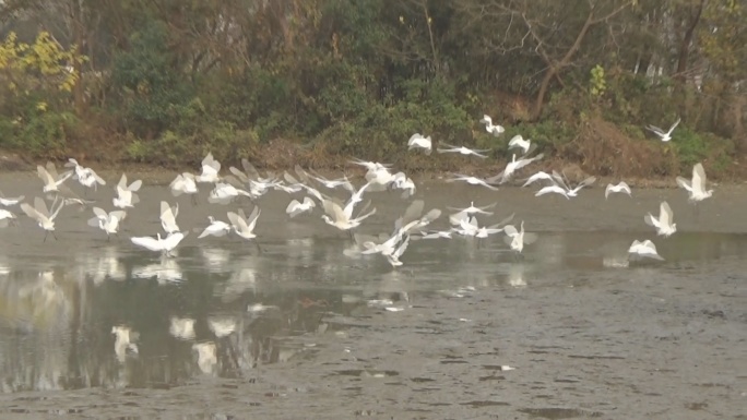 西溪湿地大量白鹭群飞觅食
