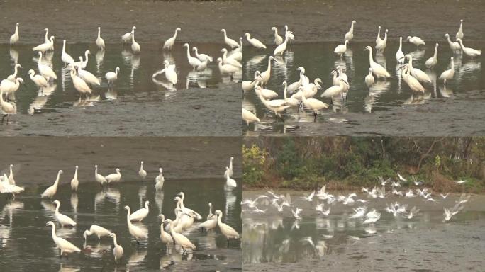 西溪湿地大量白鹭群飞觅食