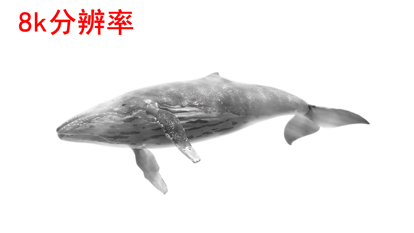 水墨鲸鱼8k（01）-绿屏抠像