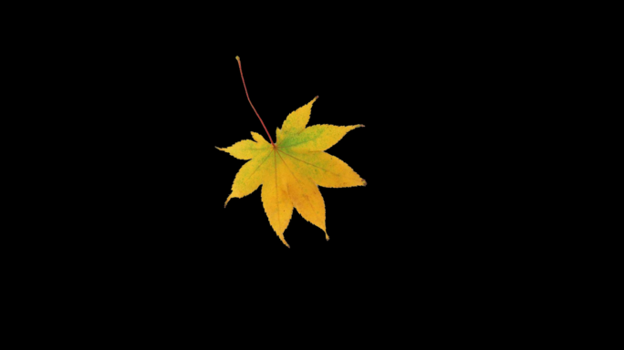 一叶知秋-落叶带通道-飘落的树叶