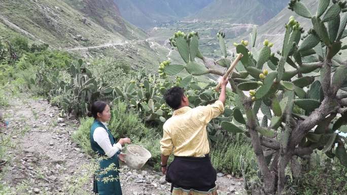 仙人掌果采摘食用