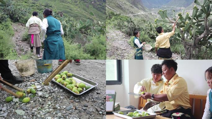 仙人掌果采摘食用