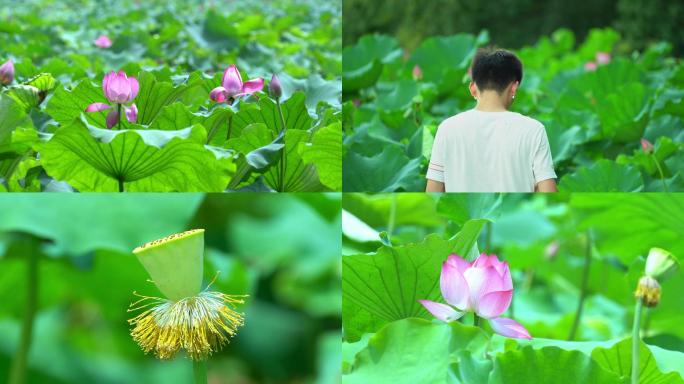 杭州西湖荷叶荷花荷塘游客赏花拍照