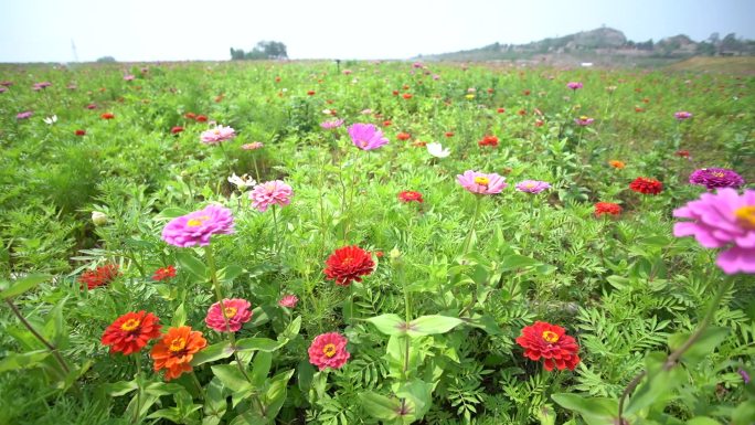 元氏万花山花朵蓝天航拍美景