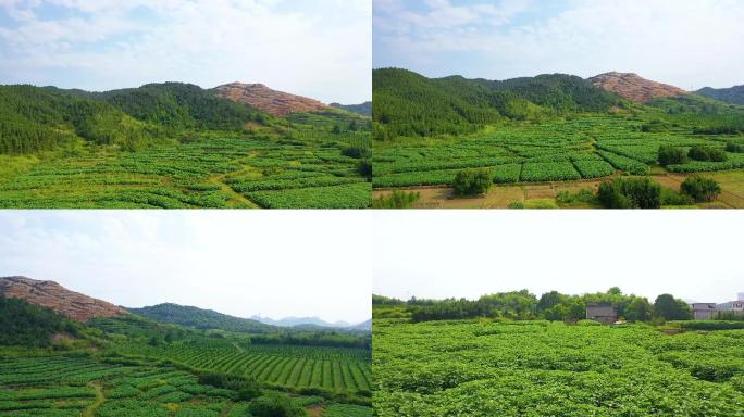 江南丘陵苎麻基地田间航拍