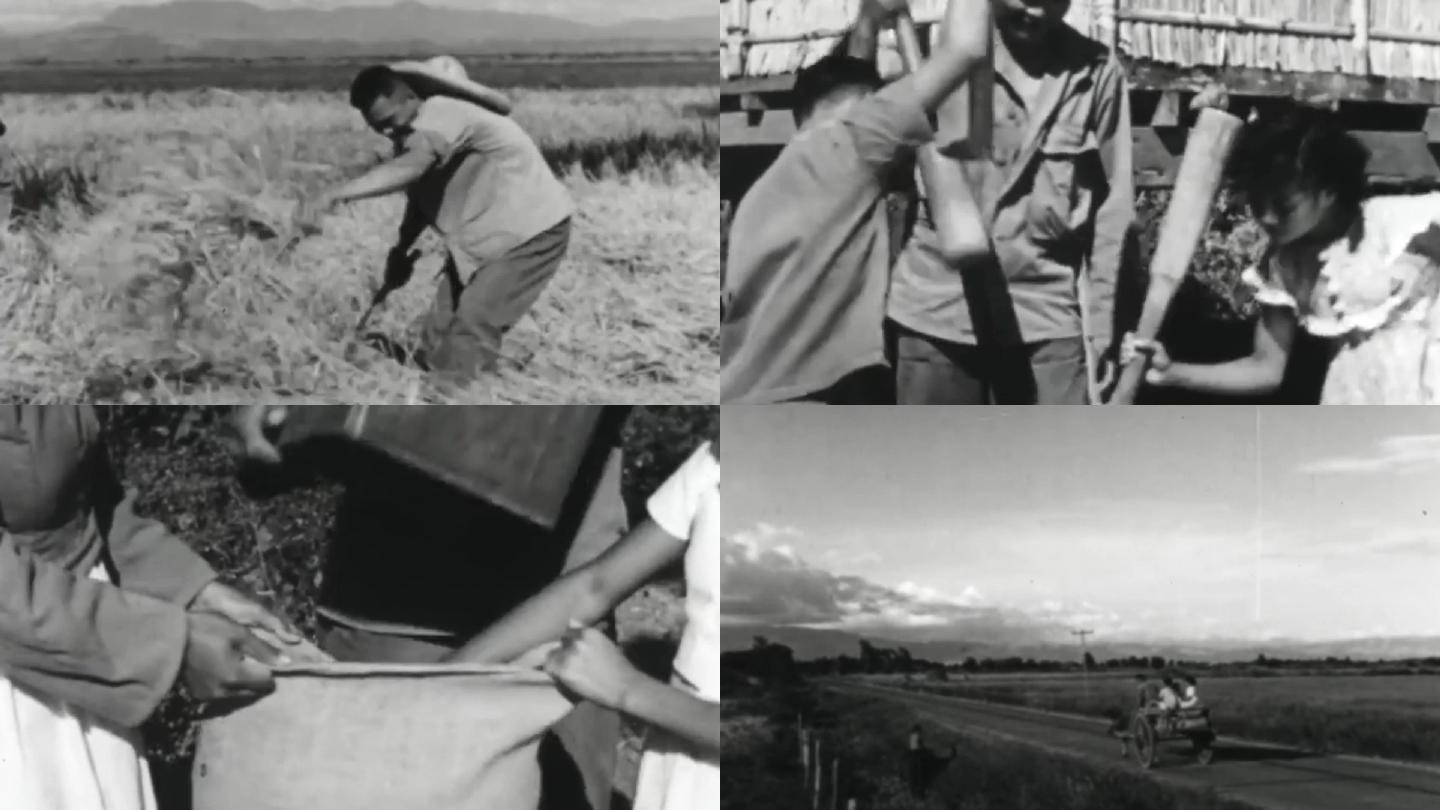 40年代海南岛农村农民耕种播种插秧水稻