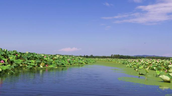 4k岳阳团湖荷花池