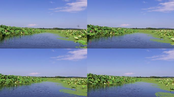 4k岳阳团湖荷花池