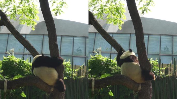 正在爬树的大熊猫