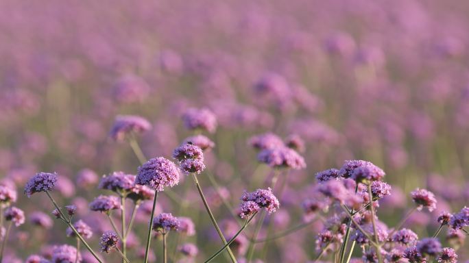 紫色花卉马鞭草特写