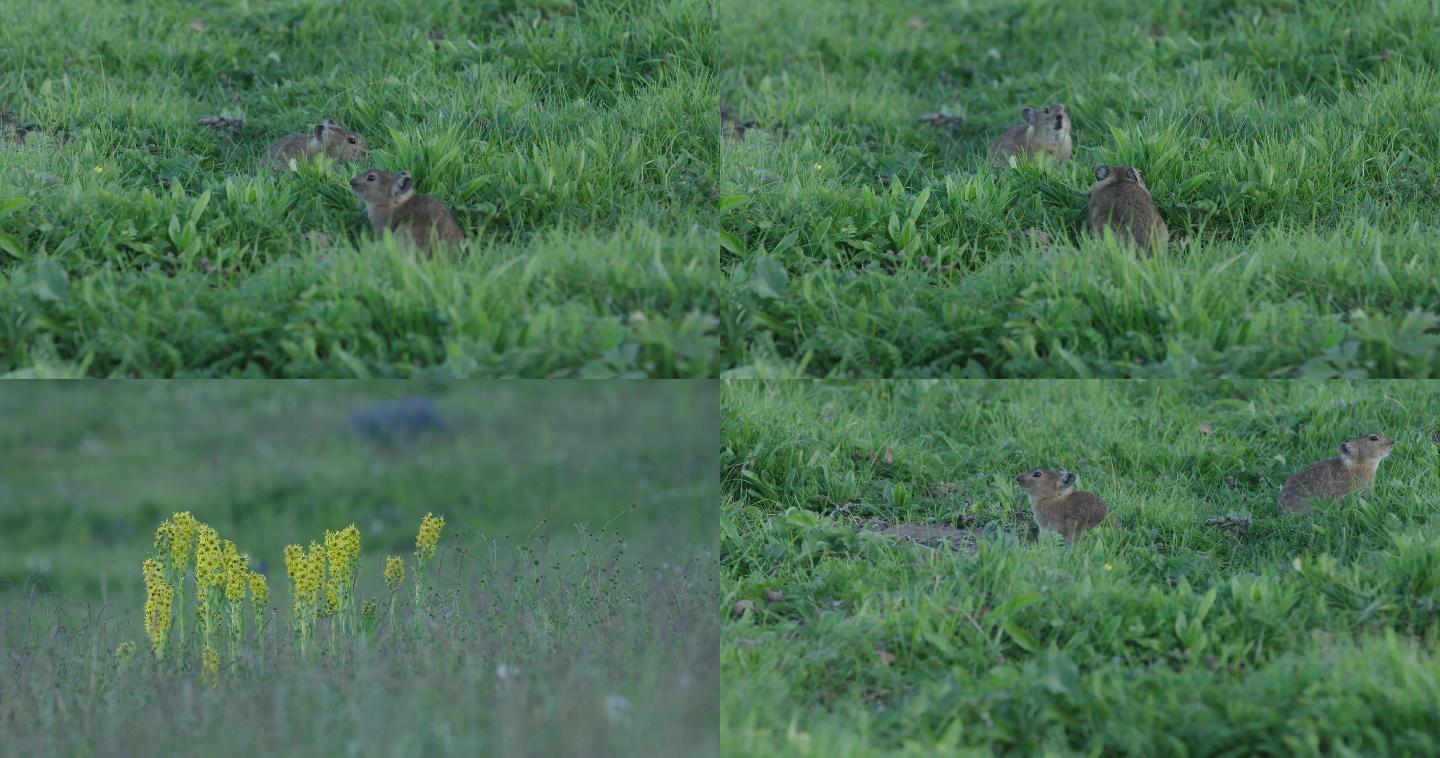 草原生态系统自然环境鼠兔