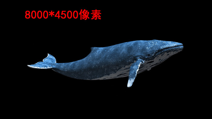 鲸鱼8k（04）-绿屏抠像