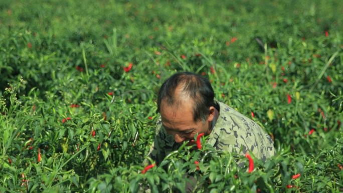 农民在辣椒地里拔草