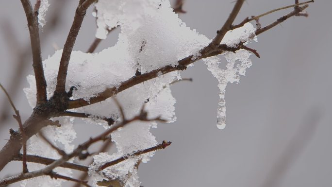 新疆喀纳斯雪水滴落特写