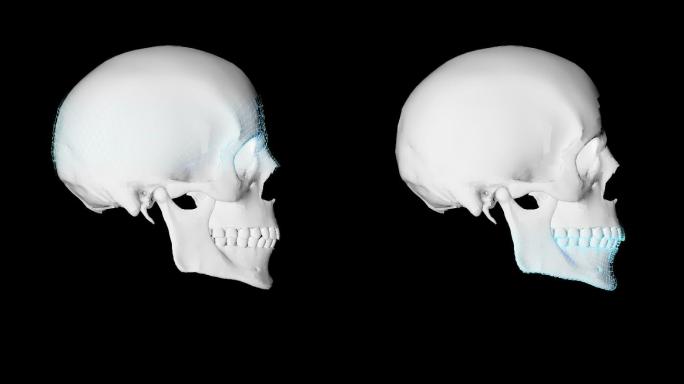 骷髅侧面网格扫描