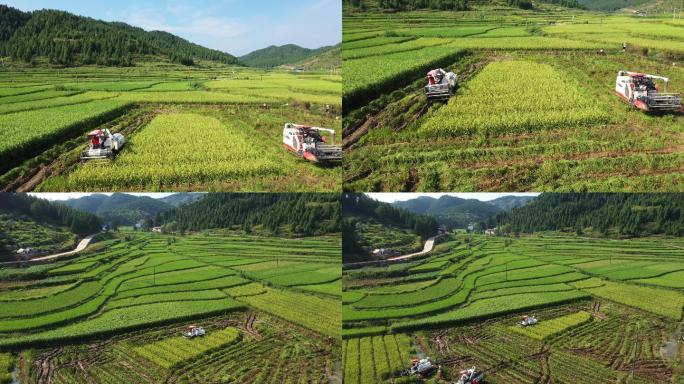 4K航拍秋天稻田打谷子【3组】36秒