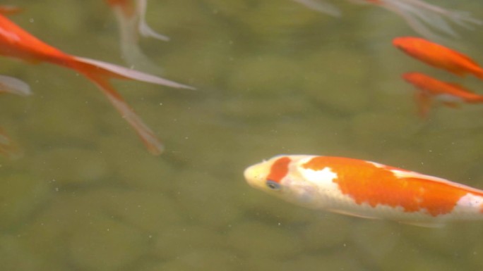 4K观赏鱼锦鲤鱼实拍