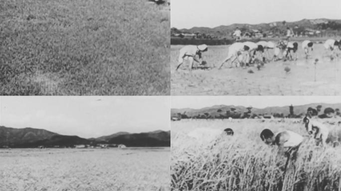 60年代水稻农作物插秧丰收