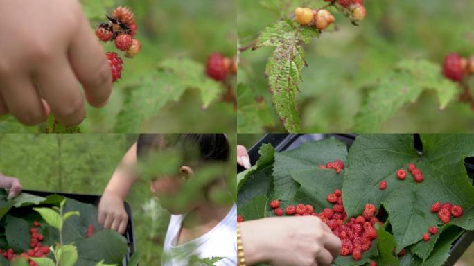 采摘野生树莓