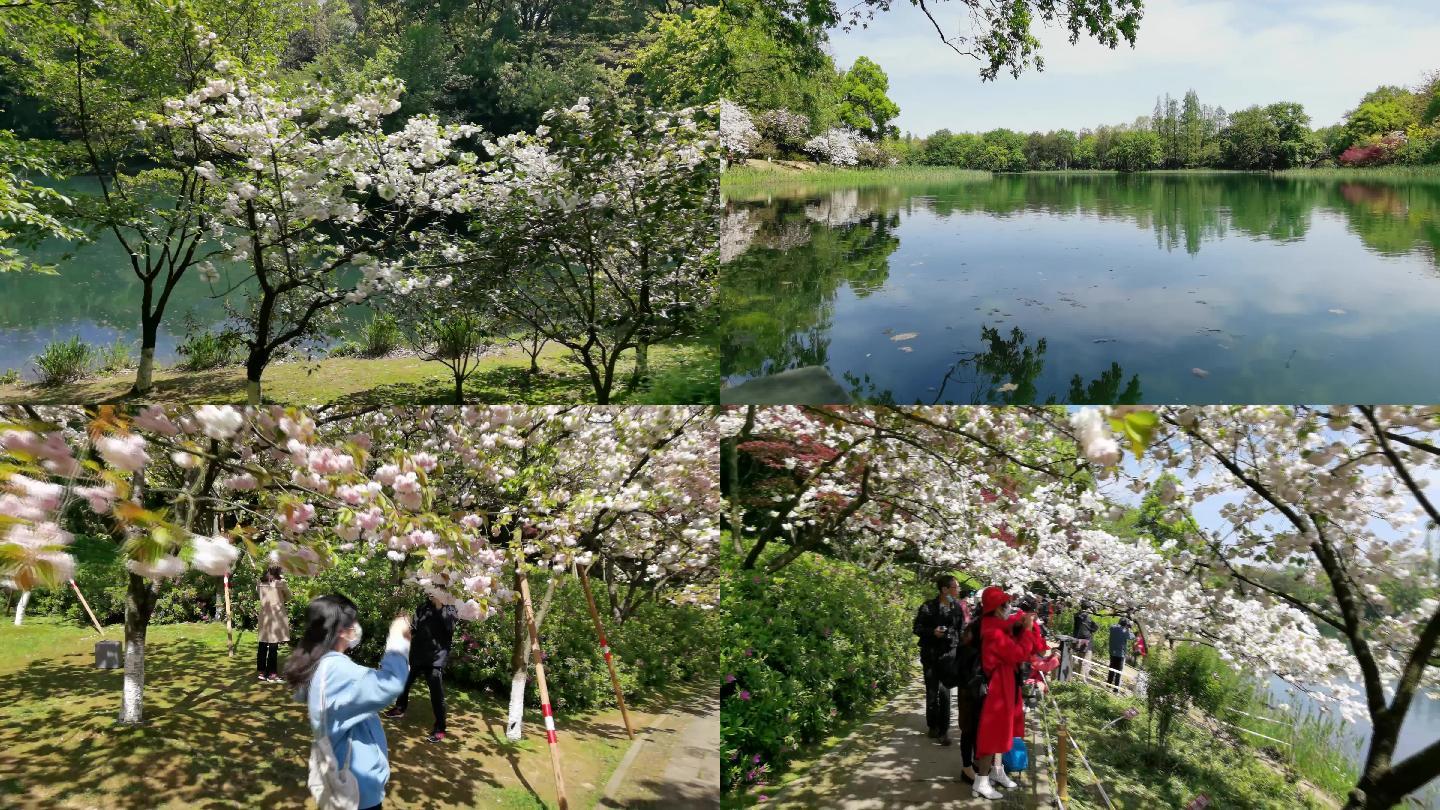 4K油画般的唯美画面：湖面与樱花