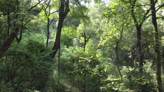 4K超清绿色森林虫鸣环境音