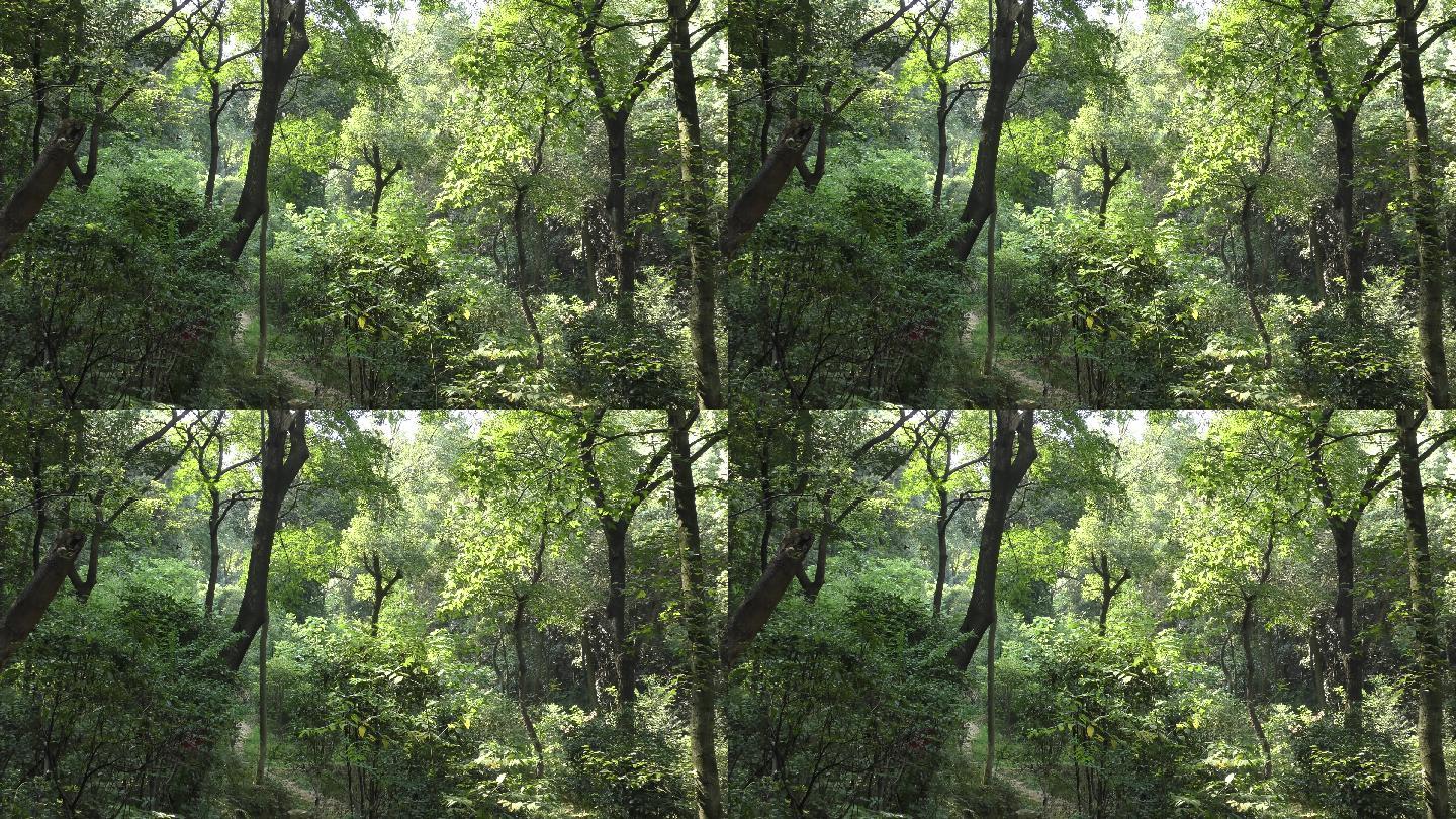 4K超清绿色森林虫鸣环境音