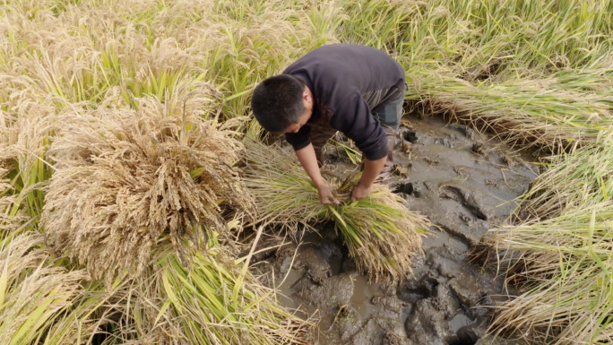 水稻受灾后抢割水稻