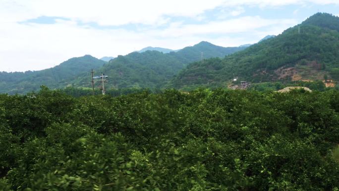 柑橘林农业森林扶贫民生增收田园风光风景