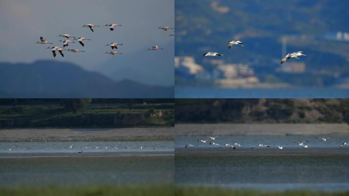 湖面上飞翔的鸟儿视频素材