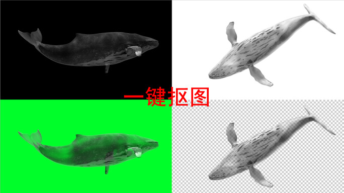 水墨鲸鱼8k（02）-绿屏抠像